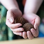Hände, die zwei Igelbälle wie in einer Schale halten